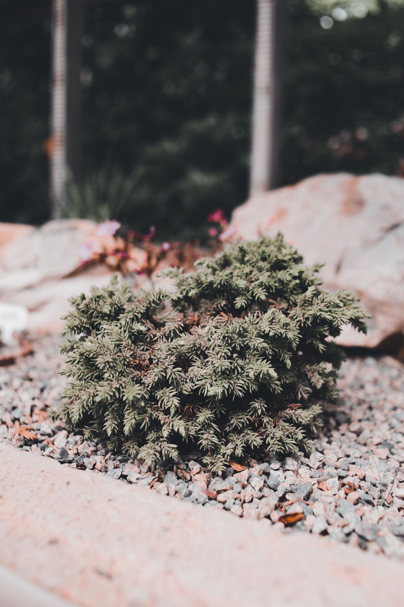 Juniper shrub in a landscaped gravel rock garden