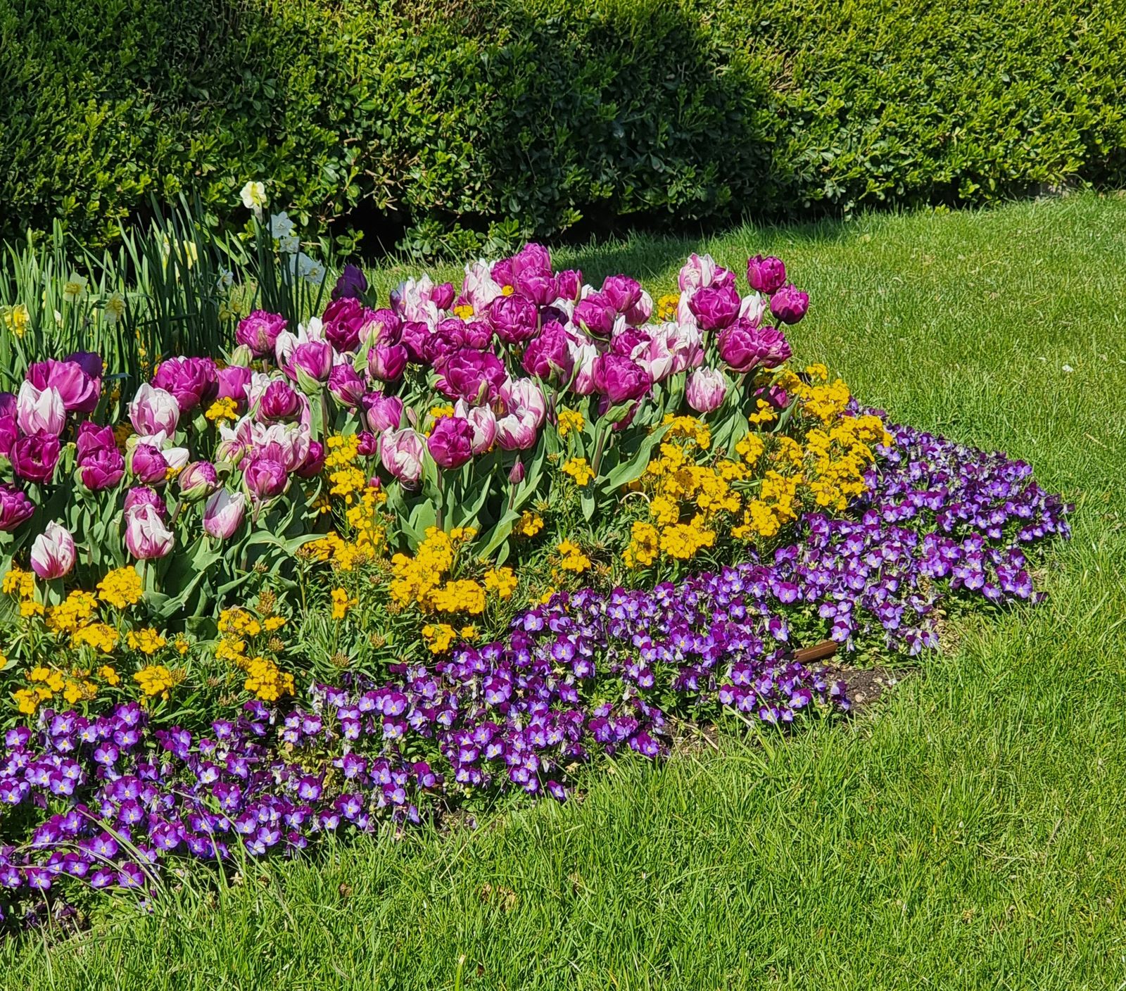 Colorful landscaped flower bed beside a trimmed hedge and lawn