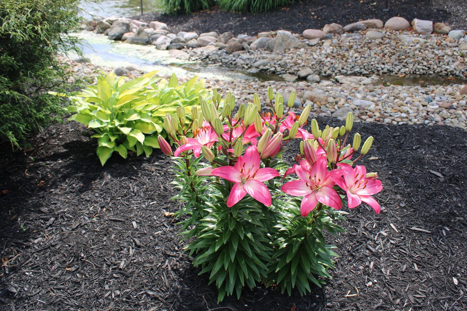 Landscaped bed with fresh dark mulch, lilies and river stones